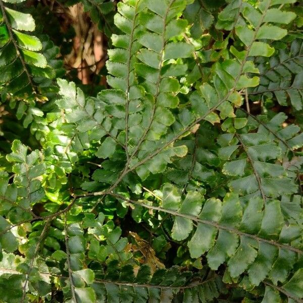 Adiantum hispidulum Leaf