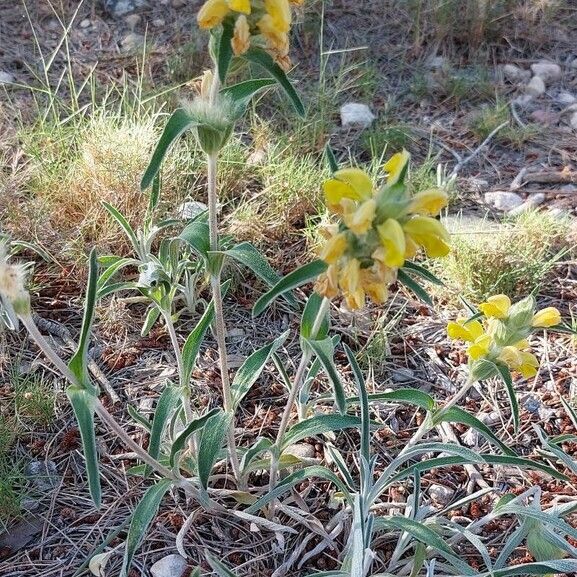 Phlomis lychnitis Blomma