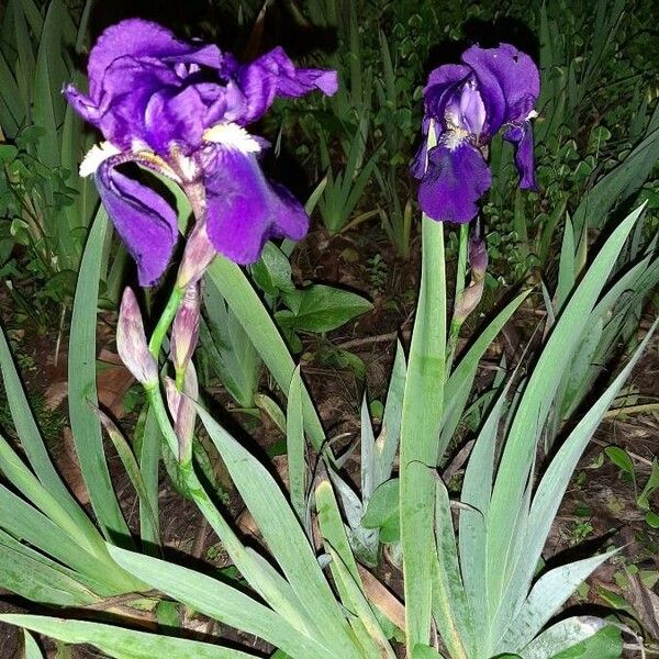 Iris pumila Habitus