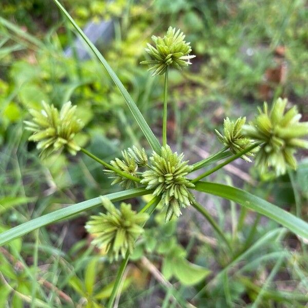 Cyperus eragrostis Leaf