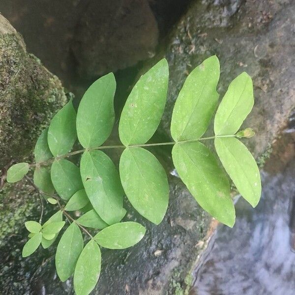 Hypericum androsaemum برگ