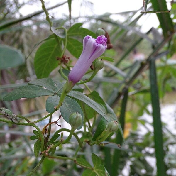 Ipomoea cairica Hábito