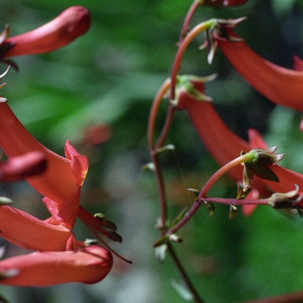 Phygelius aequalis Flower