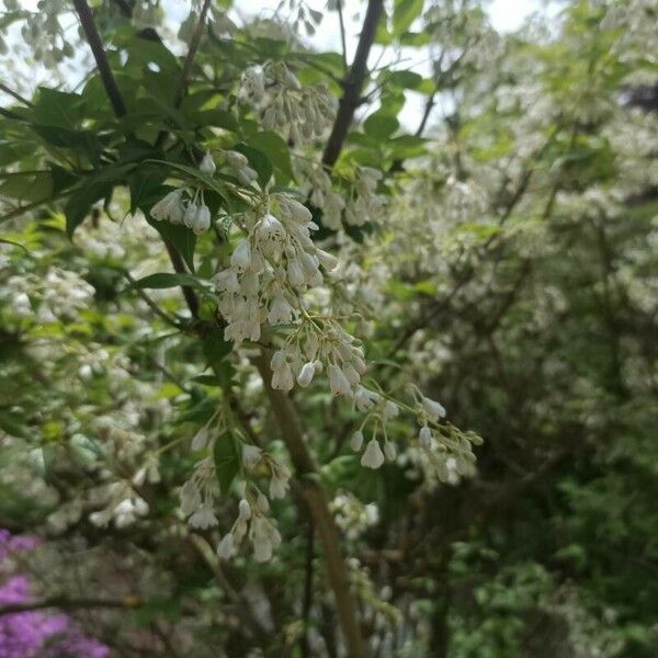 Styrax japonicus Květ