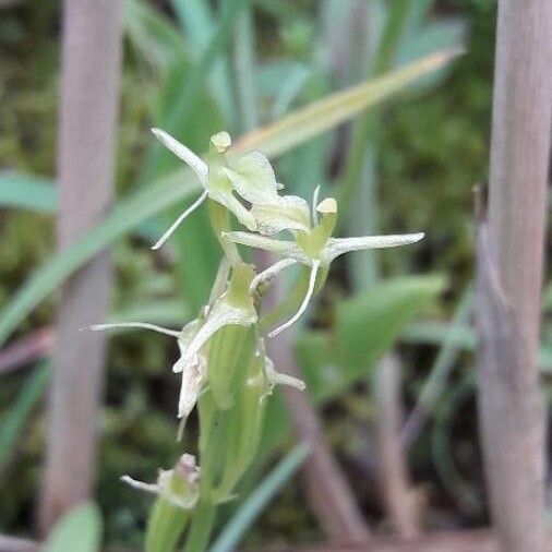 Liparis loeselii Floare