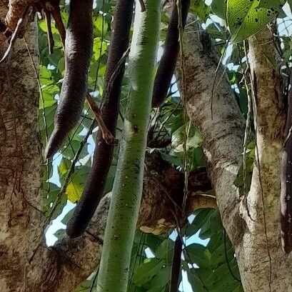 Cassia fistula Fruit