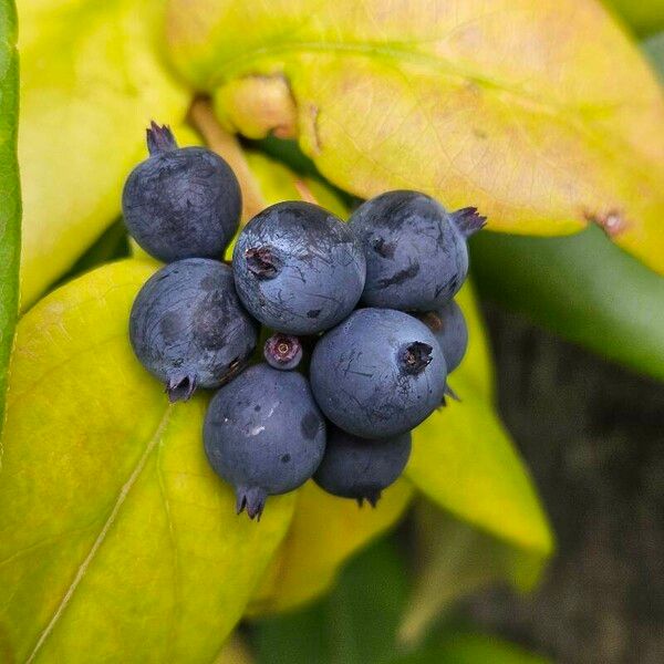 Lonicera acuminata Fruit