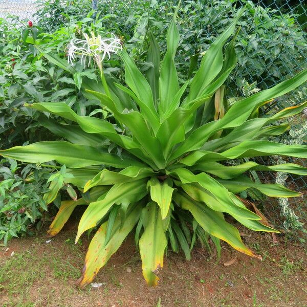 Crinum asiaticum ফুল