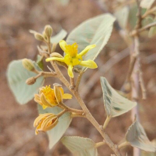 Grewia velutina Blomst