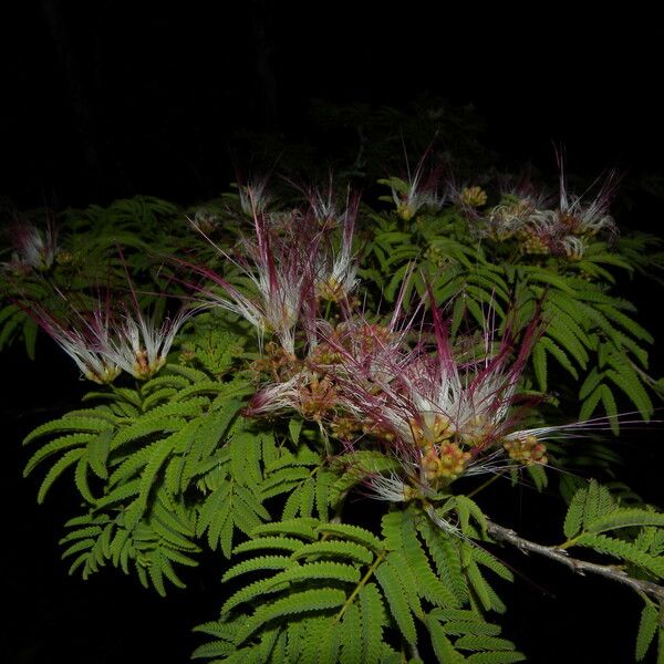 Calliandra rubescens Агульны выгляд