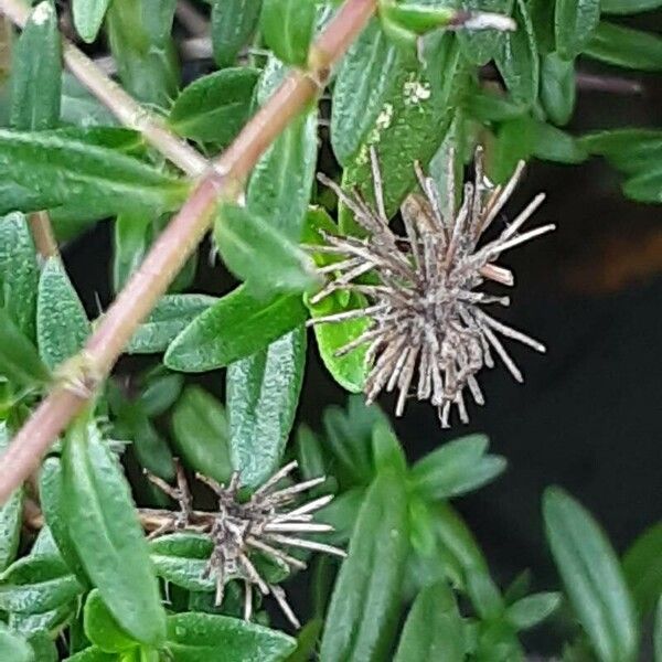 Thymus longicaulis Fruto