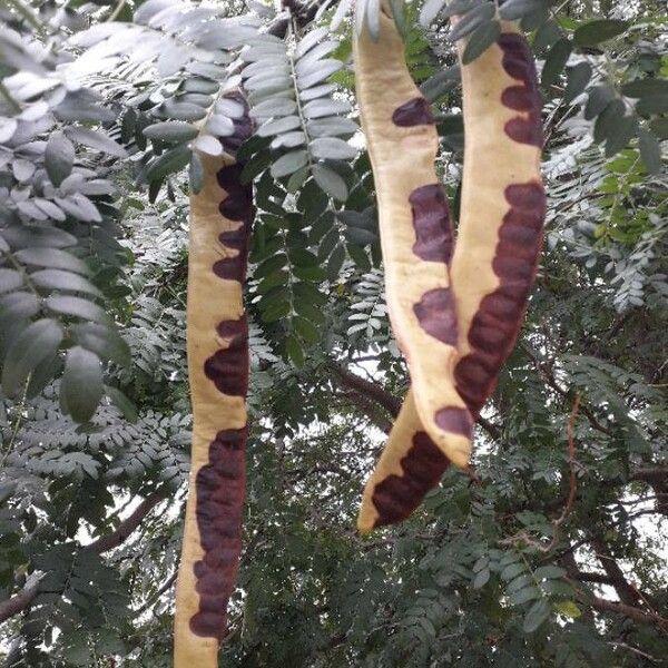 Gleditsia triacanthos Плод