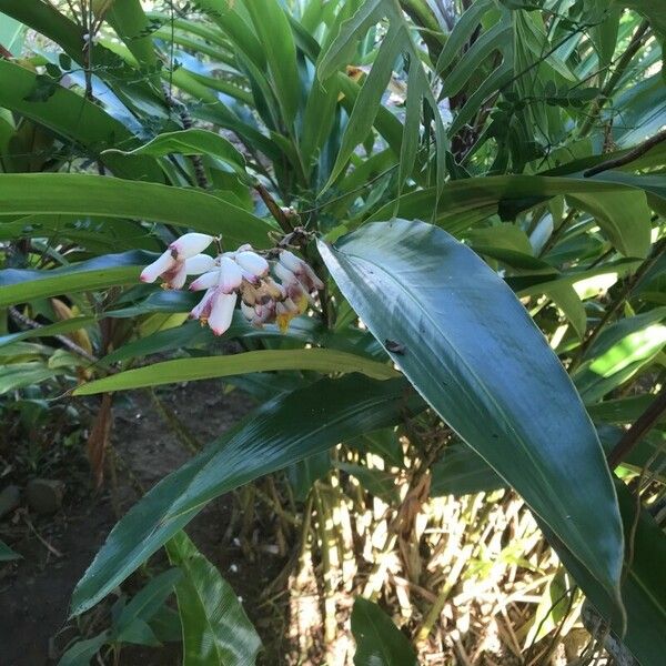 Alpinia zerumbet Hostoa