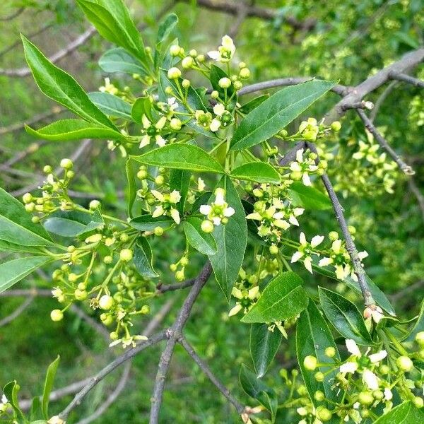 Euonymus europaeus Blüte