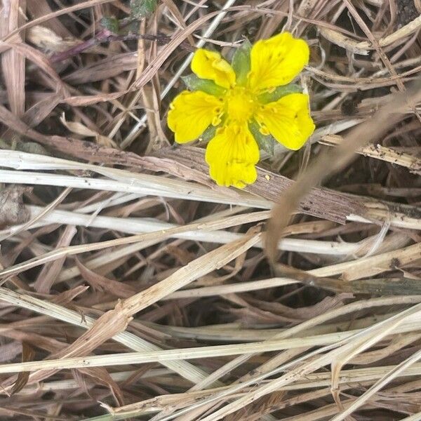 Potentilla reptans Кветка