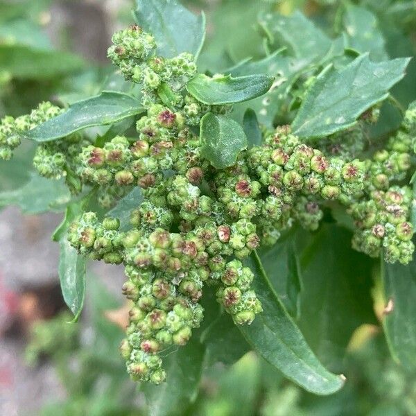 Chenopodiastrum murale Blomst