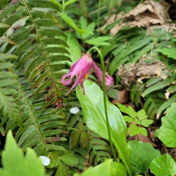 Erythronium revolutum Blüte