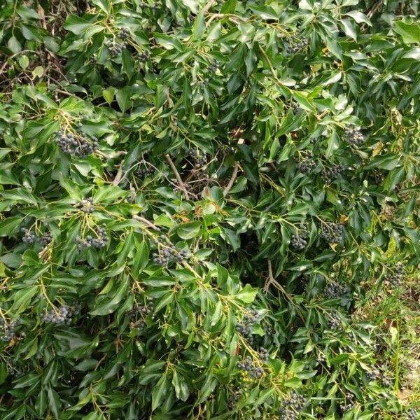 Hedera colchica Habit