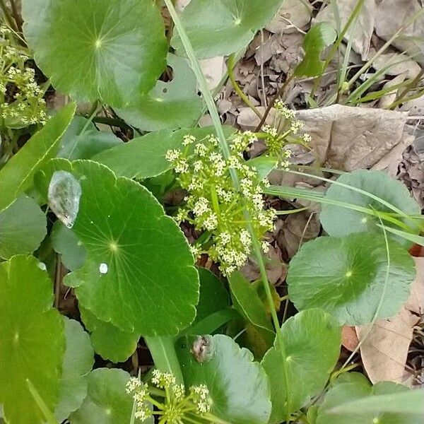 Hydrocotyle umbellata Квітка