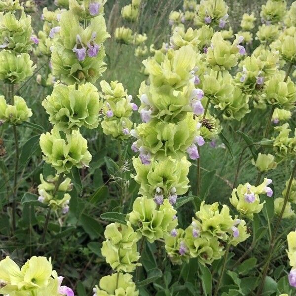 Salvia absconditiflora Fiore