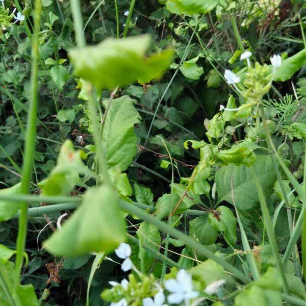 Plumbago zeylanica Folio