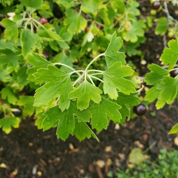 Ribes aureum Foglia