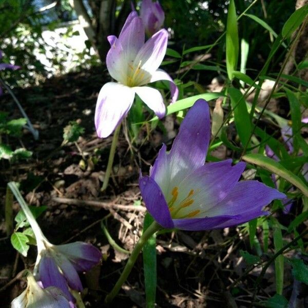 Colchicum autumnale Flor