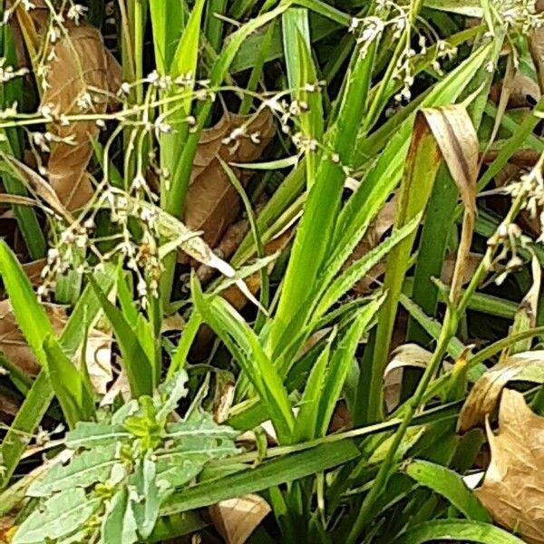 Luzula sylvatica Leaf