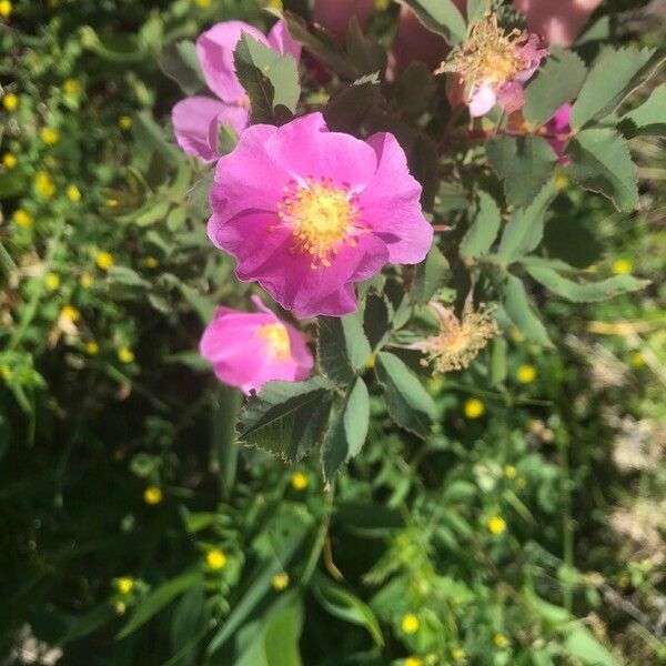 Rosa woodsii Kwiat