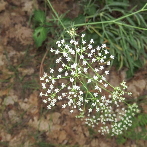 Falcaria vulgaris ফুল