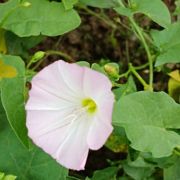 Convolvulus arvensis Flower