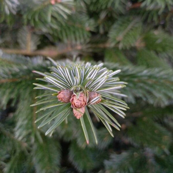 Abies nordmanniana Folha