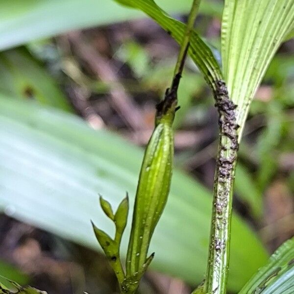 Corymborkis corymbis Fruit