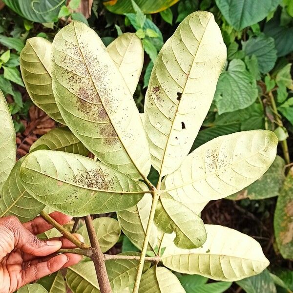 Vitex doniana Leaf