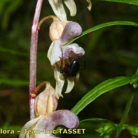 Epipogium aphyllum Floro