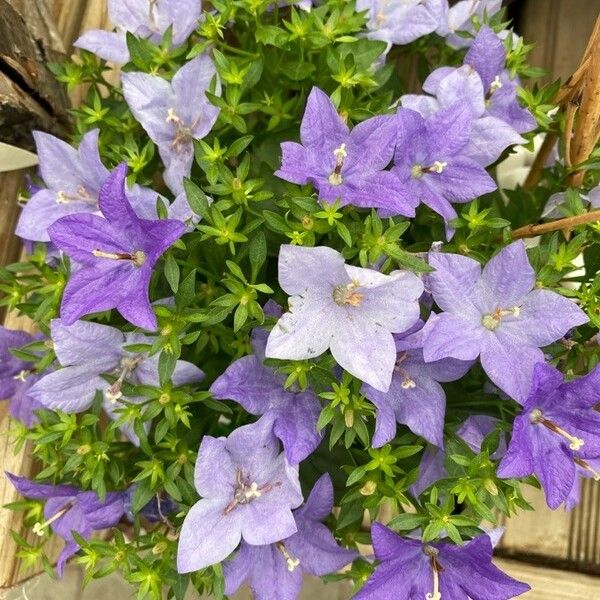 Campanula carpatica Květ