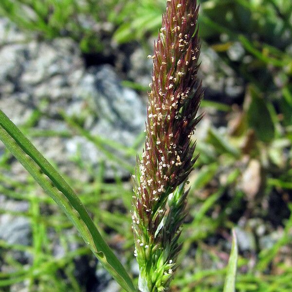 Agrostis exarata Fruit