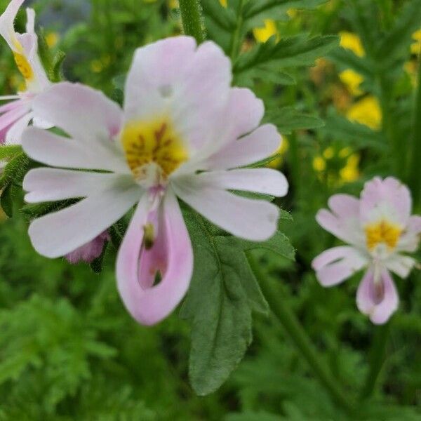 Schizanthus pinnatus Flor