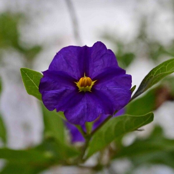 Lycianthes lycioides Flor