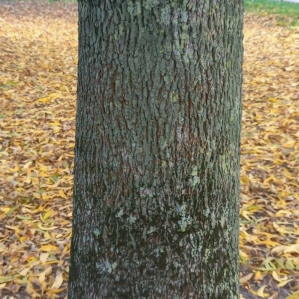 Carya illinoinensis Cortiza