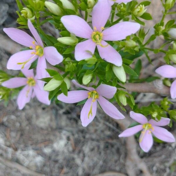 Sabatia angularis Blomst