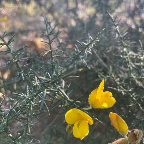 Ulex europaeus Flor