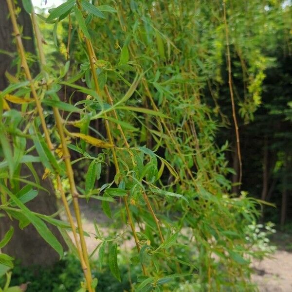 Salix babylonica Leaf