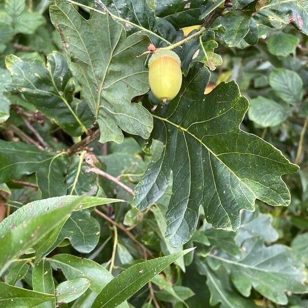 Quercus robur 葉