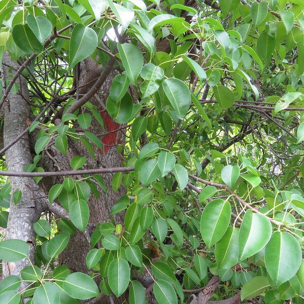 Hippomane mancinella Leaf