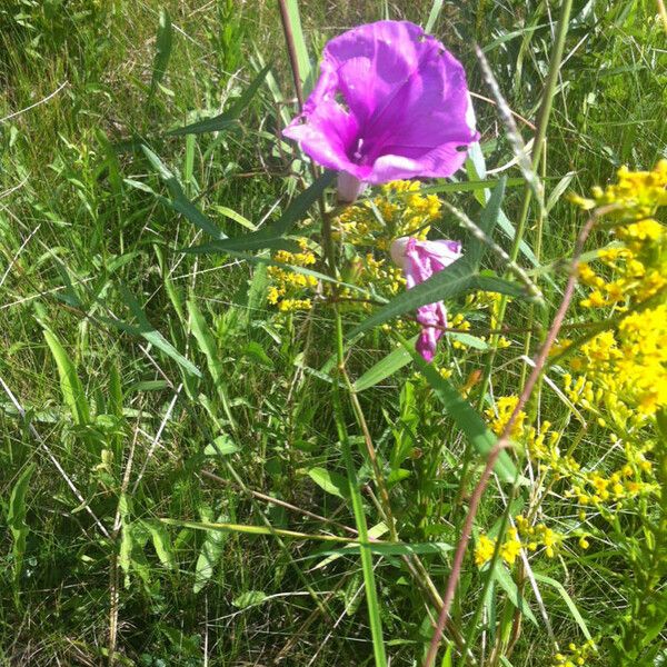 Ipomoea sagittata Habitus