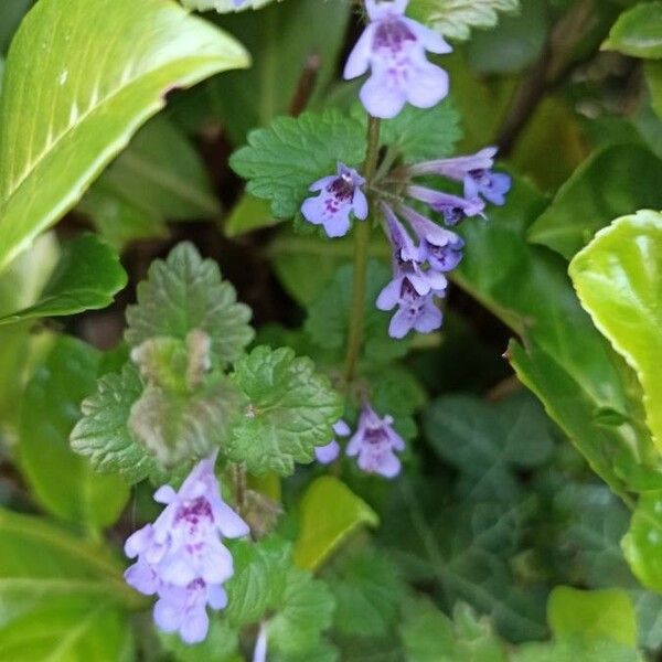 Glechoma hederacea Blomma