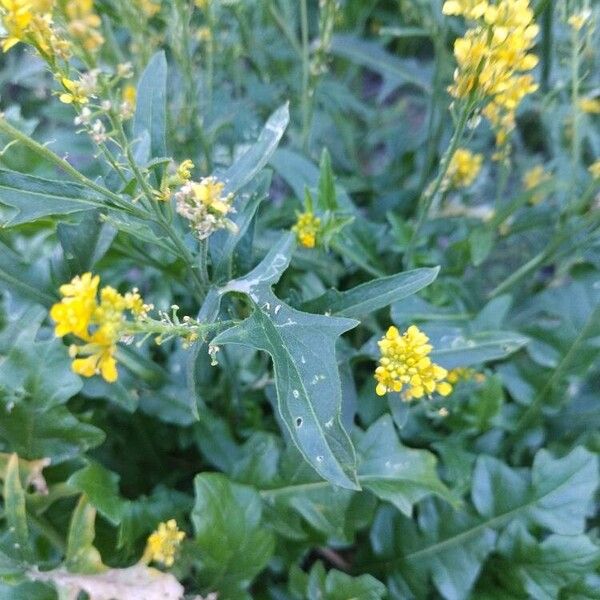 Sisymbrium austriacum 葉