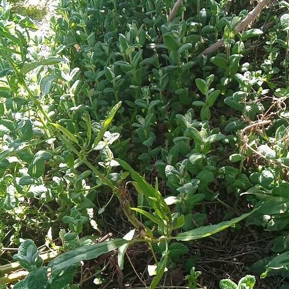 Mentha × villosa Buveinė