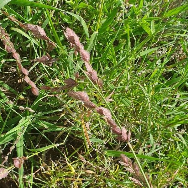 Eragrostis superba Flower